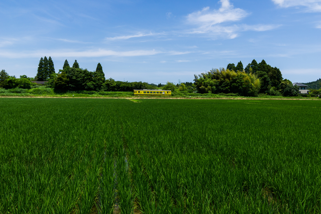 新緑の田んぼと…