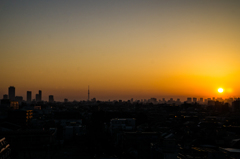 ツリーに東京の夜明け