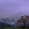 朝靄に立つ一本桜