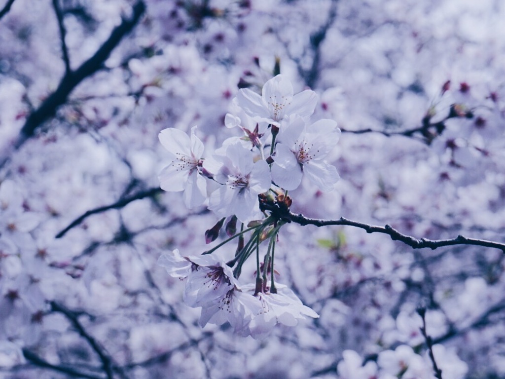 ６月の桜