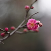 紅梅