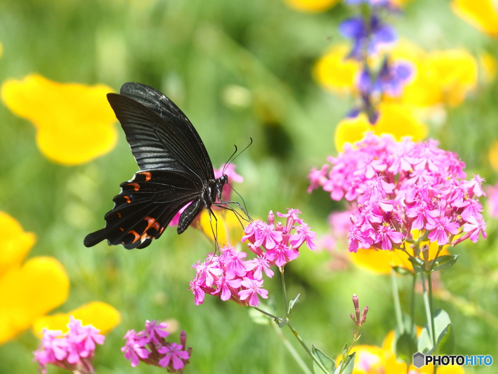 夏を待ちきれなくて～♪