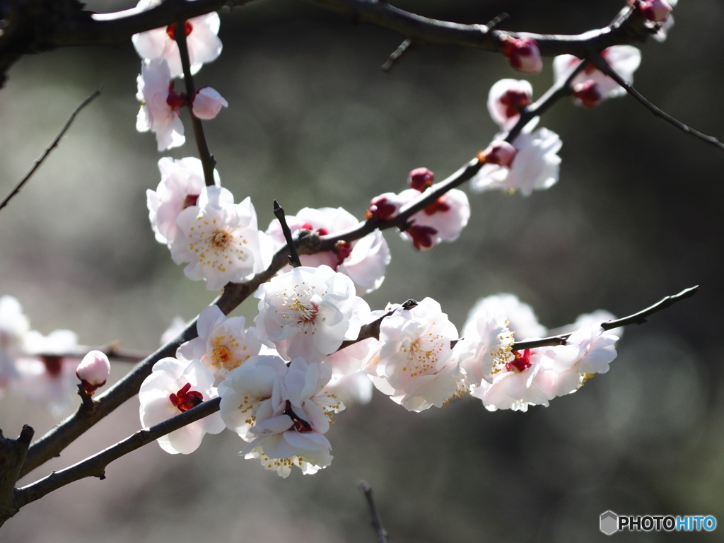 早春から「春」へ