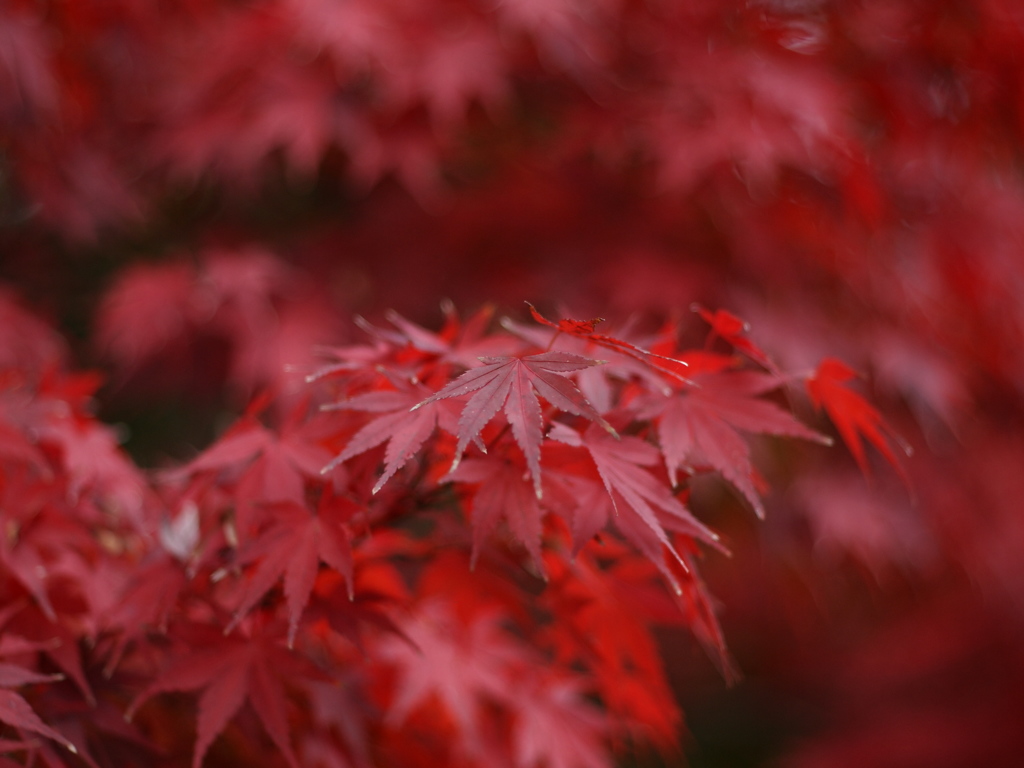 深紅