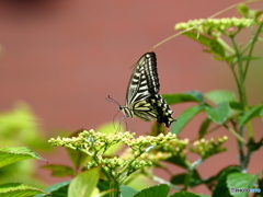 アゲハチョウ