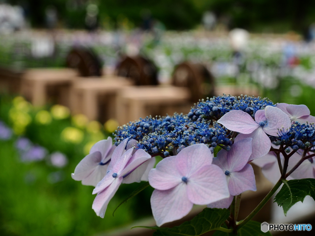 梅雨もまた愉しきかな