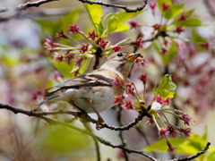 花は無くとも・・・ワタシが花よ（＾＾）