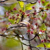 花は無くとも・・・ワタシが花よ（＾＾）