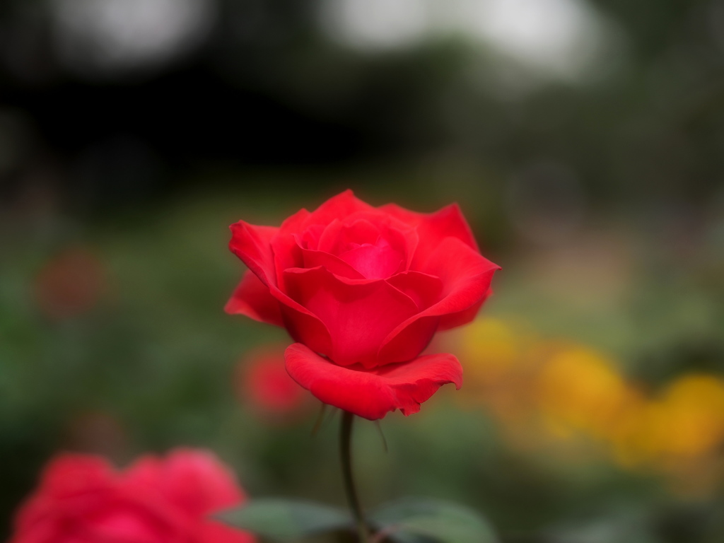 薔薇、撮ってみました　　