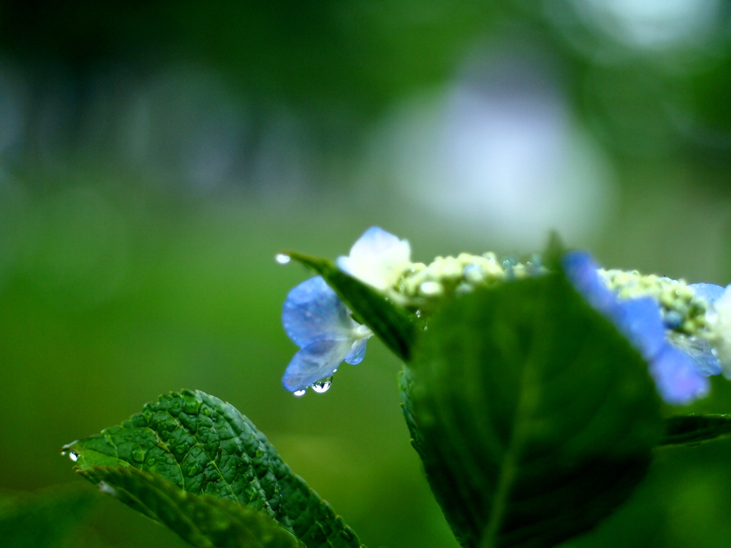待望の雨も・・・