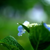 待望の雨も・・・