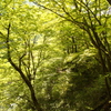 新緑の龍王峡