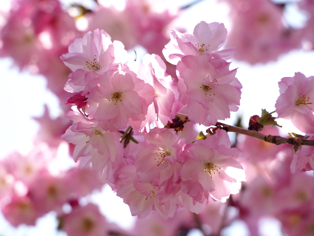 宴去り　散りゆく桜　咲く桜