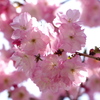 宴去り　散りゆく桜　咲く桜