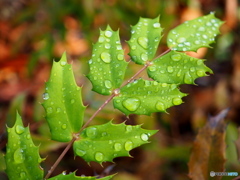 雨上がり