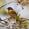 花は無くとも・・・