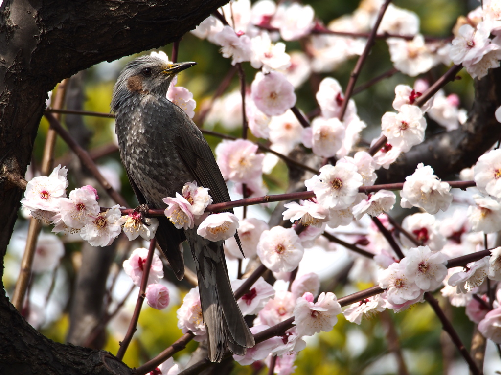 花は偉大なり！かな？