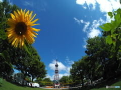 爽やかな夏