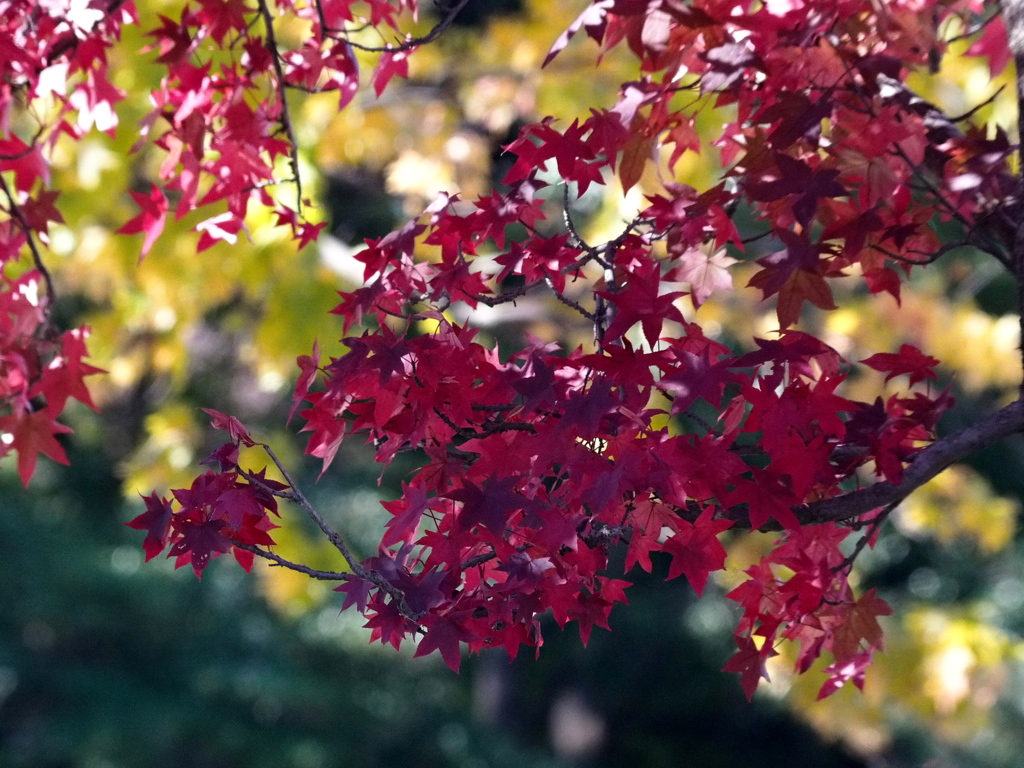 輝く紅葉