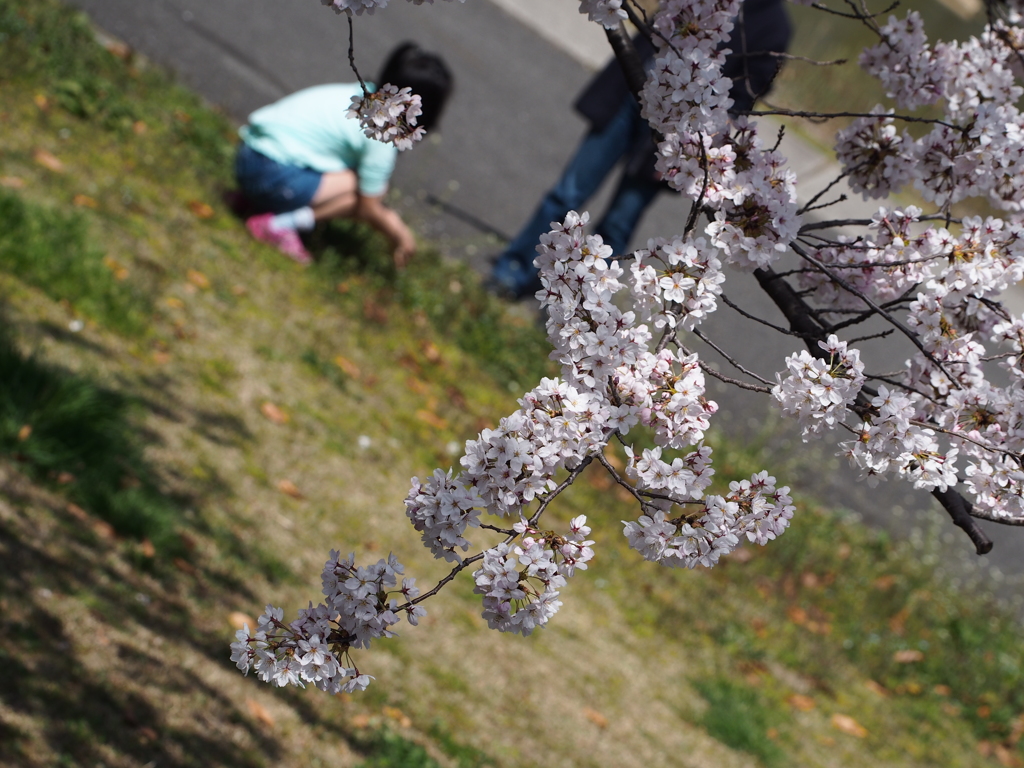 桜日和