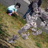 桜日和