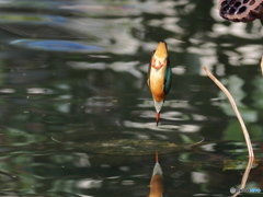 ♪真っ逆さま～に落ちて～♬