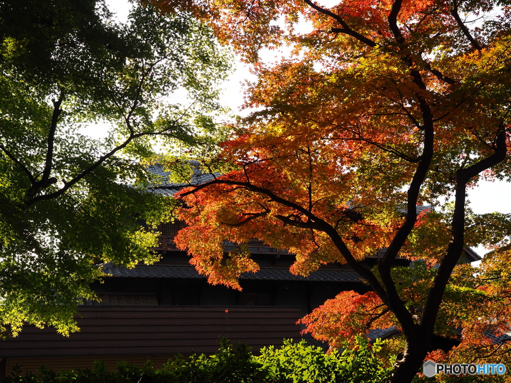 本土時　紅葉