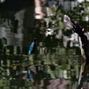 水鏡
