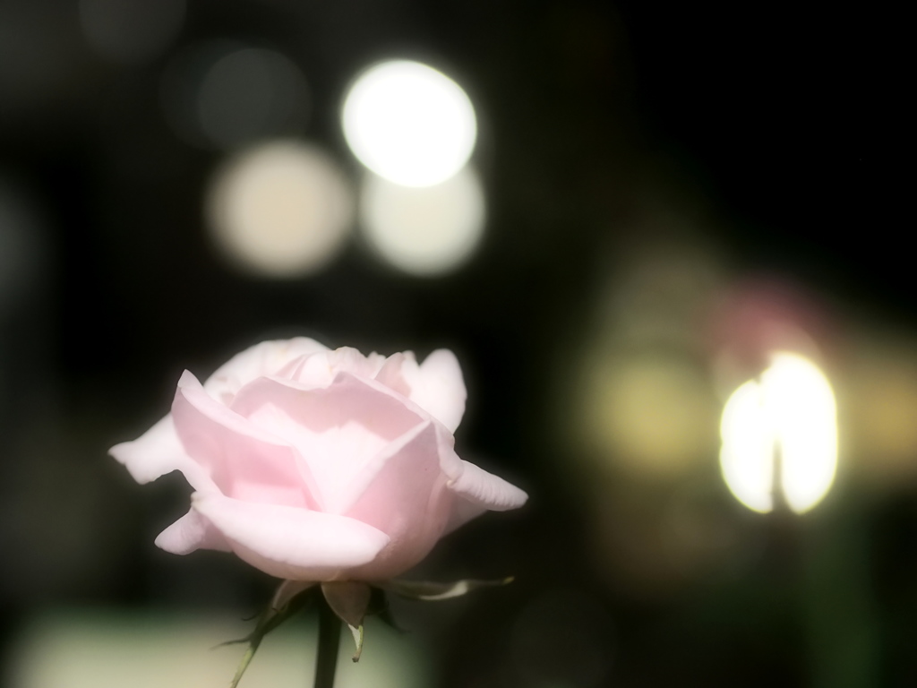 夜の薔薇