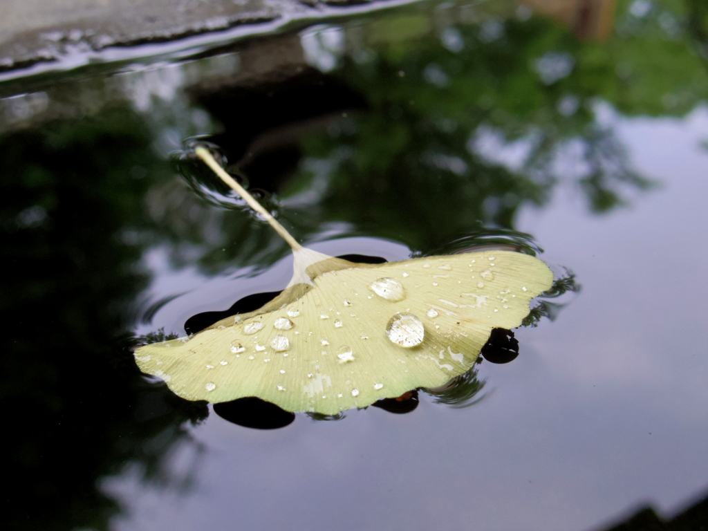 雨上がり