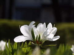 晴れましたよ～