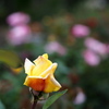 花曇り