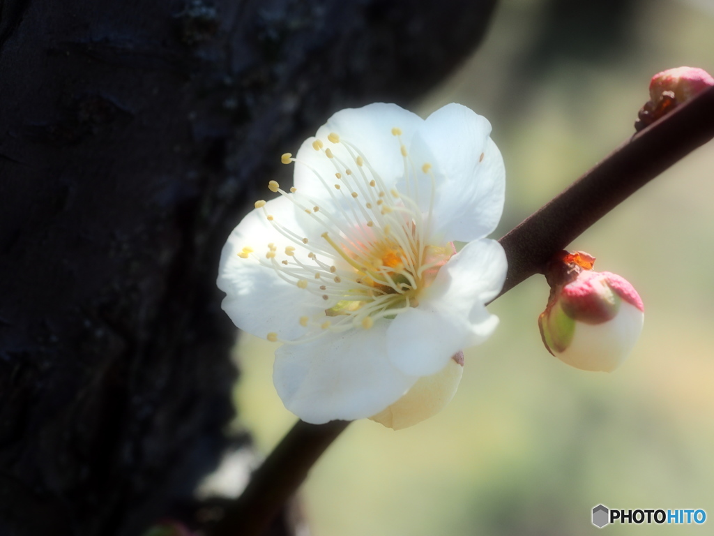 花咲けど、撮り手に何の芸もなし・・・