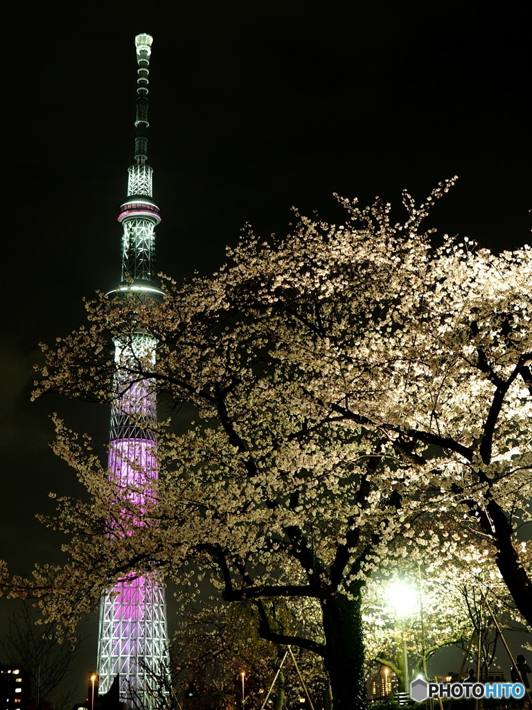 東京夜桜