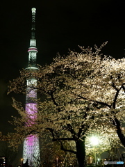 東京夜桜