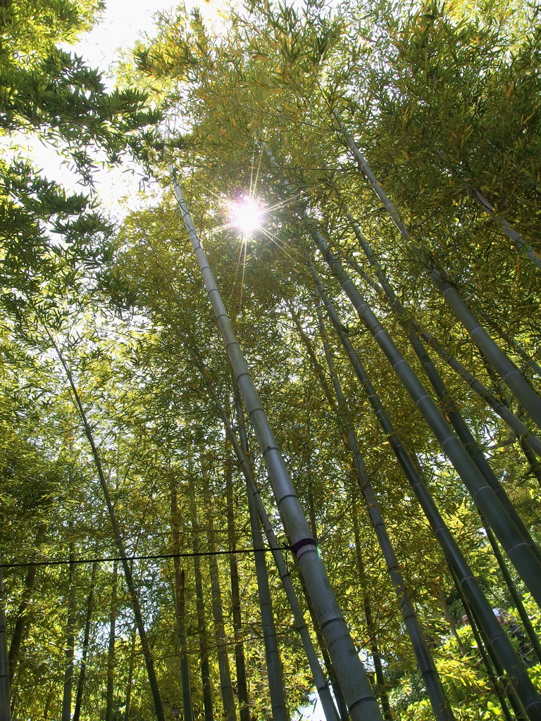 夏も近づく♪