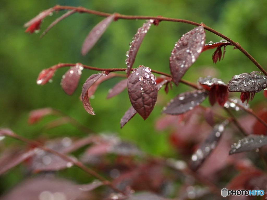 今日もしっかり降ってます