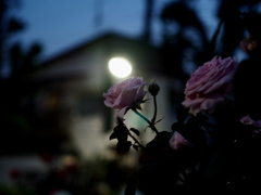 夜も華麗に 夜も華麗に