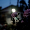 夜も華麗に