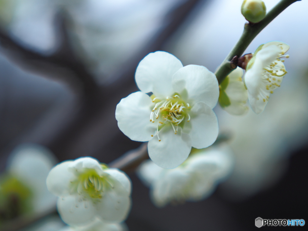 ど～こへ行ったか～尋ね（鳥）人・・・♪