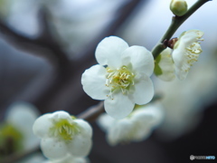 ど～こへ行ったか～尋ね（鳥）人・・・♪