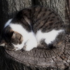 猫は～丸くなる～♪