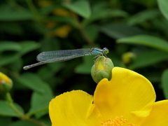 あなどるなかれ！