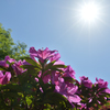 DSD_3607_00001