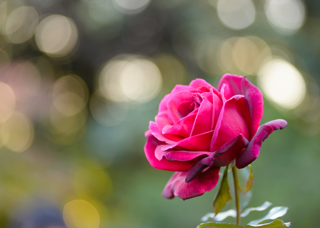 秋薔薇1