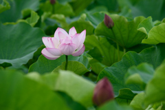 夏の開花