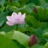 夏の開花