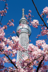 塔の傍では花盛り