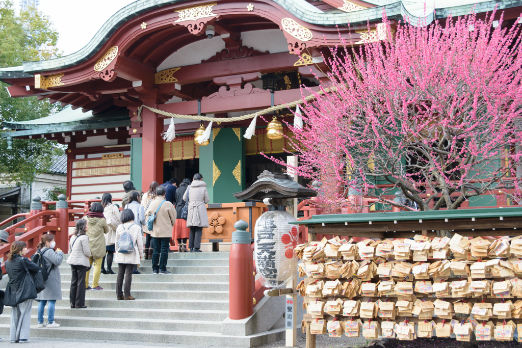 亀戸天神梅まつり