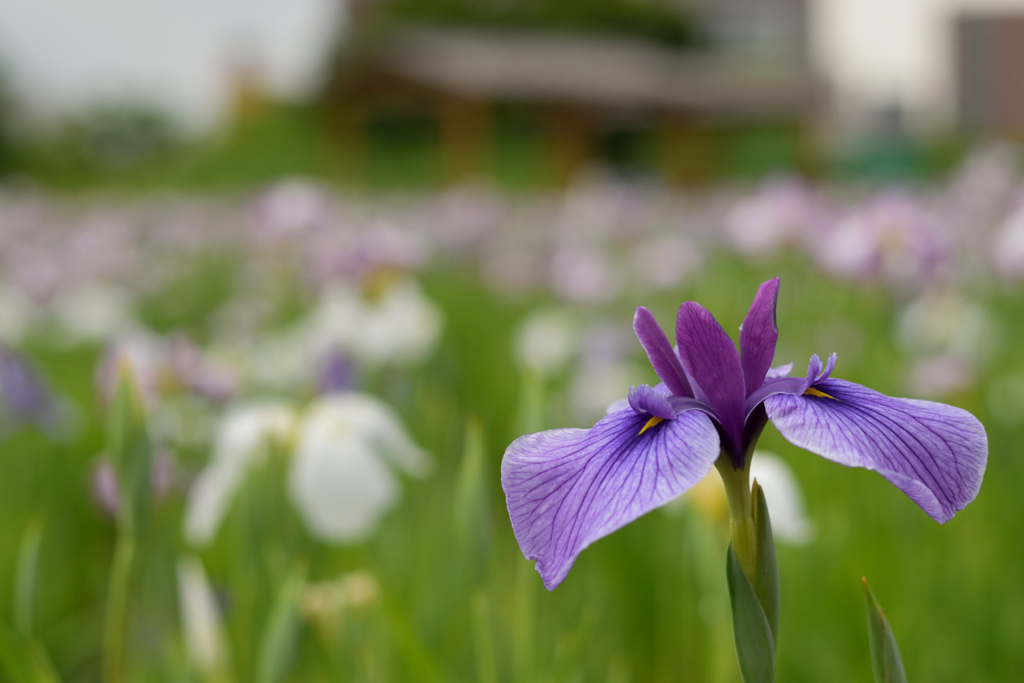 小岩菖蒲園